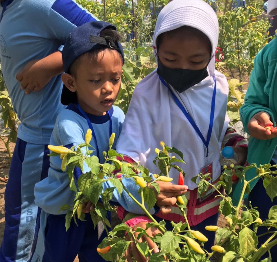 Kegiatan panen anak-anak