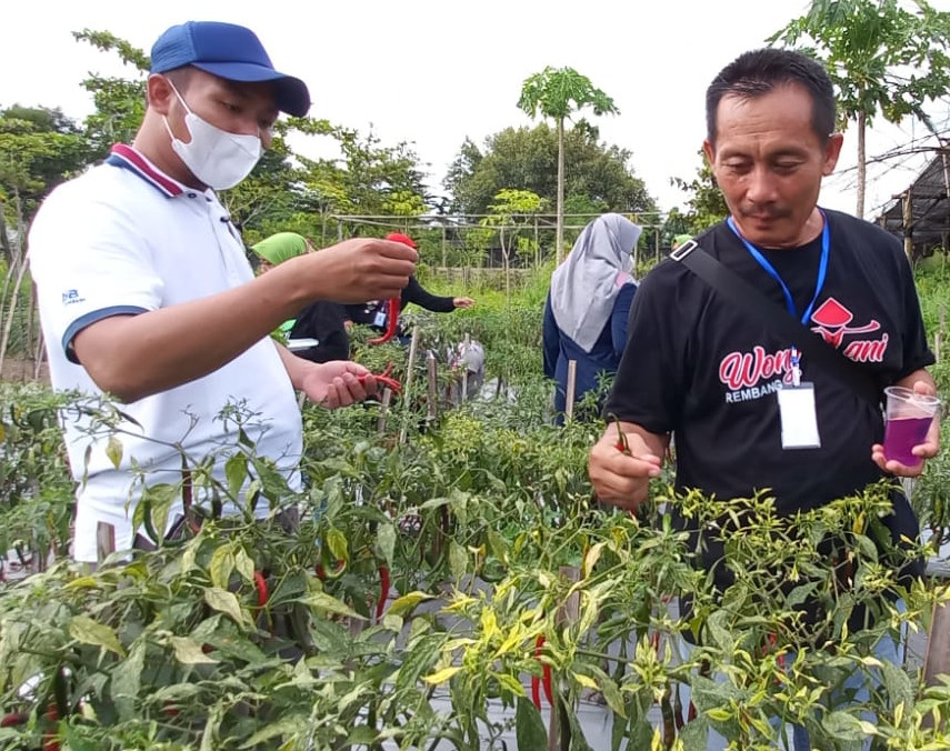 Keseruan menangkap panen sayur